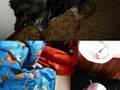 The Best of Tiere
