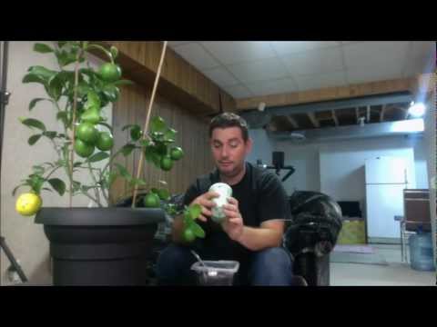 how to replant a meyer lemon tree