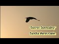 Secret Sensuality