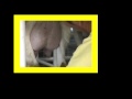 Dairy Goat Farming in the Philippines, Yes it can be Done Dairy Goat Farming in the Philippines, Yes it can be Done