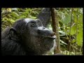 BBC: Chimp Family Fortunes: Patrol Call &amp; Socialising