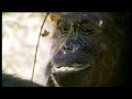 BBC: Chimp Family Fortunes: Patrol Call & Socialising