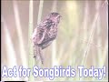 Act for Songbirds - Help Conserve Threatened Migratory Birds Act for Songbirds - Help Conserve Threatened Migratory Birds