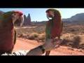Revisiting Macaws flying at Fisher Towers