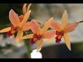 exposição internacional de orquideas, tokyo,2007