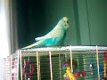 Chippy my budgie