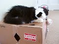 \"Whack-a-ferret\" \"Whack-a-ferret\"