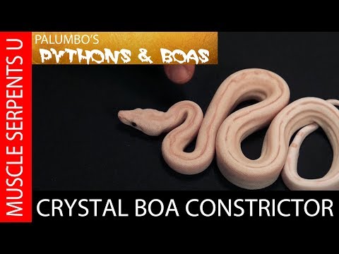 YouTube reptile video