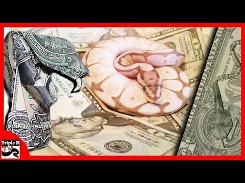 YouTube reptile video
