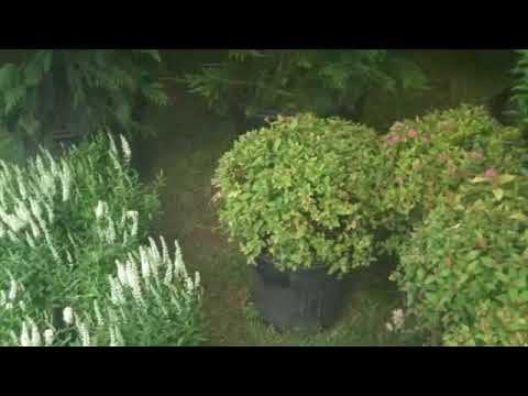 how to fertilize cedar trees