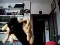 Vamos a bailar DarkOnioN Tonino feat SpongeBob