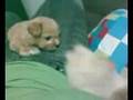 videos de Guga X Rodolfo 01