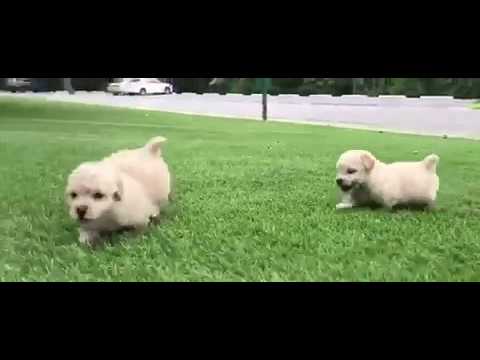 Sophie is a very intelligent, loving you size Maltipoo