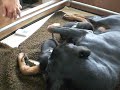 Dobermann Kennel Russkaja Mechta (I-litter), part 3
