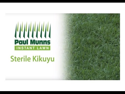 how to transplant kikuyu grass