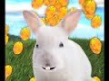 Easter Hunny Bunny Song Easter Hunny Bunny Song