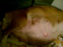 Puppies On The Way