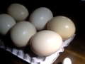 The worlds largest ostrich egg ��������Υ����祦����:YouTube������=3,896��
