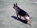 Buma Bronstein's Backland Sam, Backland Lina, Harazi Roi's Backland Argo. www.Backlandgsd.com