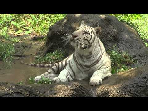 WHITE TIGER