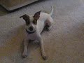 Cinnamon still wants to play!