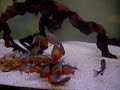 Super Red Bellies Feeding Super Red Bellies Feeding