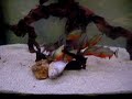 super red bellies feeding