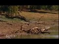 Hawk Music Video