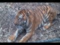 BIG CAT EXPERIENCE adelaide Zoo