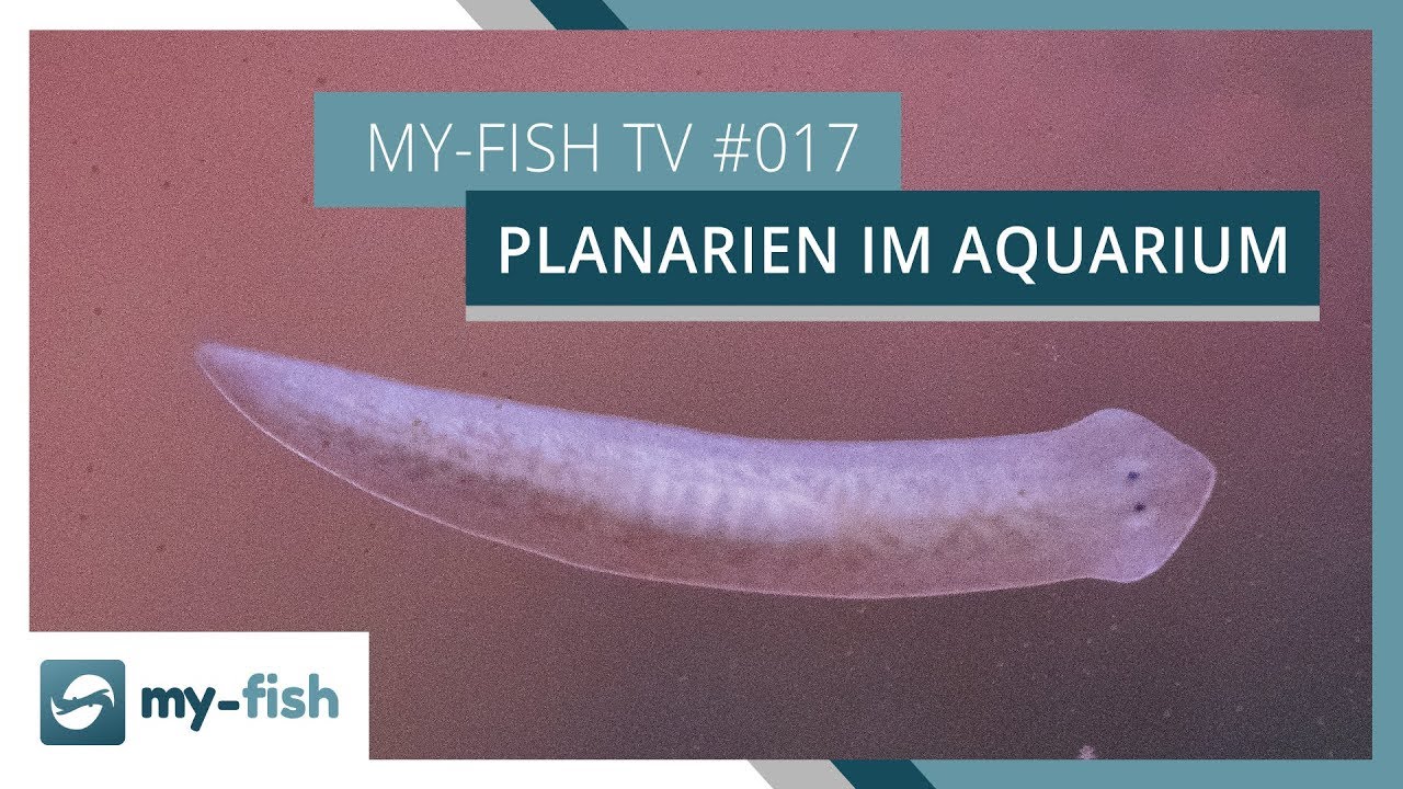 Was tun bei Planarien im Aquarium | my-fish TV