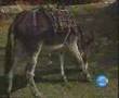 videos de lasino.org