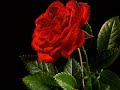 Deewana Deewana Main Tera [Full Song] (HD) With Lyrics - Hero Hindustani