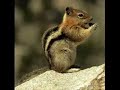 Chipmunk Version of \"Here (In Your Arms)\" Chipmunk Version of \"Here (In Your Arms)\"