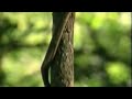 Naturismo Amazonico Ayahuasca