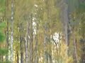 Reclamo del Alce en Estonia - www.cazaenestonia.com