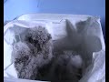 Young Scops Owls Assioli Young Scops Owls Assioli