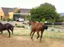 more sonni yearling