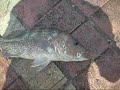 PRP mian pond fishing 2