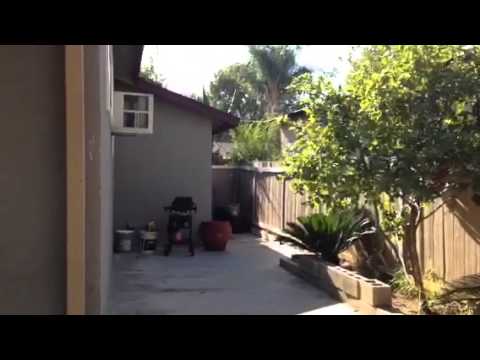 how to transplant camellia