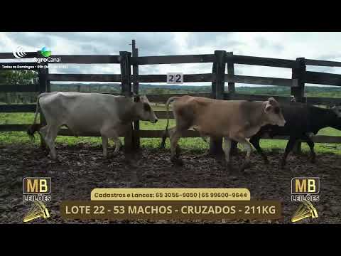 527� LEIL�O VIRTUAL MB LEIL�ES