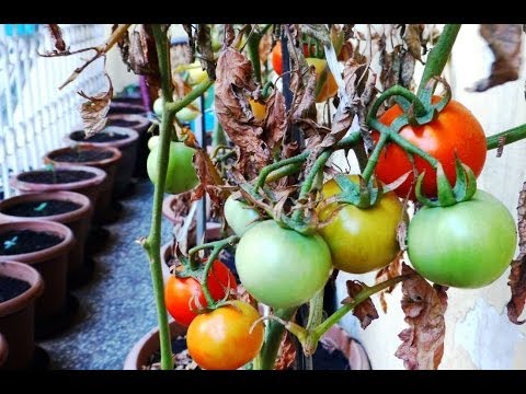 how to transplant seedlings outdoors