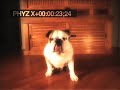 30 seconds of a Bull Dog 30 seconds of a Bull Dog