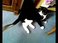 Hoovering My Cat
