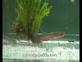 http://www.acuafilia.com el Blog de peces y acuarios. Avance de XV Convención SEK 2008. Video de los inicios del Concurso de Peces Killis en la XV Convencion de la SEK (Sociedad Española de Killis) que se ha celebrado los dias 25 ,26 y 27 de Abril de 2008, en Madrid -España y en la cual ha habido coloquios, charlas, exposiciones de fotografias y concurso internacional de peces, todo ello relacionado con los peces Killis, WWW.acuafilia.com el Blog de peces y acuarios