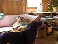 Search Video