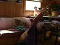 Search Video