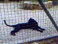 Black Panther Having a Siesta