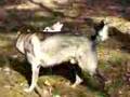 Lupi & Freya.. Northern Inuits
