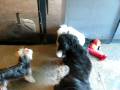 videos de Doggy Daycamp Nov 20,2008