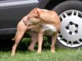 American pitbull terier